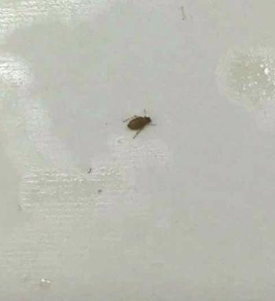 小图：卢女士从冒菜中吃出的貌似蟑螂的虫子。卢女士供图