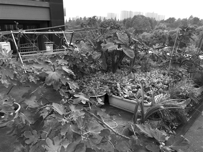 陈女士之前在商铺楼顶平台拍到的菜园 