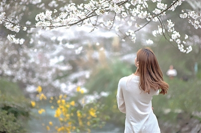 太子湾樱花 太子湾樱花