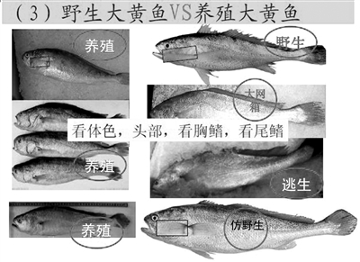 专家提供的野生大黄鱼VS养殖大黄鱼 专家提供的野生大黄鱼VS养殖大黄鱼