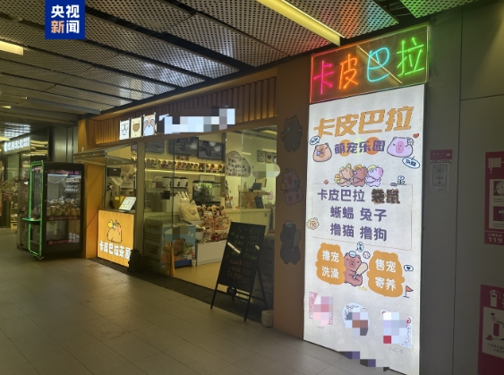 △一家开在商业写字楼一层的“卡皮巴拉茶屋”