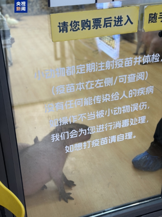 △卡皮巴拉和众多外来野生动物共同生活在相对密闭的室内空间
