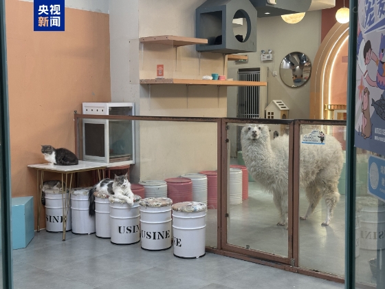 △一家位于商场内的“高端萌宠店”